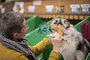 Shetland Sheep Dog Prints: D-C-D-0-1-9-0 Crufts 2024 NEC Birmingham Day 3