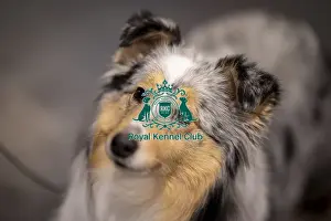 Shetland Sheep Dog Prints: D-C-D-0-1-9-0 Crufts 2024 NEC Birmingham Day 3