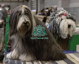 Border Collie Prints: D-C-D-0-1-9-0 Crufts 2024 NEC Birmingham Day 3
