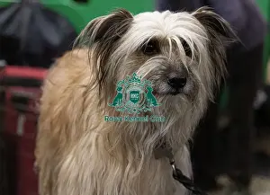Pyrenean Sheepdog Long Haired Prints: D-C-D-0-1-9-0 Crufts 2024 NEC Birmingham Day 3