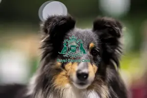 Shetland Sheepdog Prints: D-C-D-0-1-9-0 Crufts 2024 NEC Birmingham Day 3
