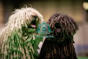 Day 3 Prints: D-C-D-0-1-9-0 Crufts 2024 NEC Birmingham Day 3
