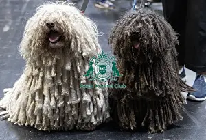 Hungarian Puli Prints: D-C-D-0-1-9-0 Crufts 2024 NEC Birmingham Day 3