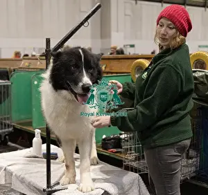Greenland Dog Prints: D-C-D-0-1-9-0 Crufts 2024 NEC Birmingham Day 3