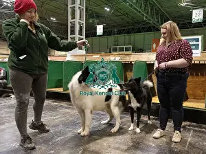 Greenland Dog Prints: D-C-D-0-1-9-0 Crufts 2024 NEC Birmingham Day 3