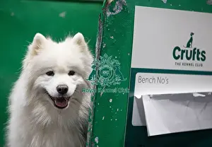 Samoyed Prints: D-C-D-0-1-9-0 Crufts 2024 NEC Birmingham Day 3