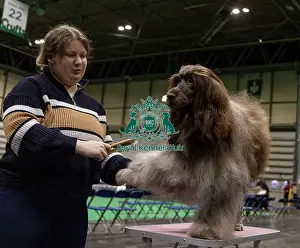 Portuguese Water Dog Prints: D-C-D-0-1-9-0 Crufts 2024 NEC Birmingham Day 3