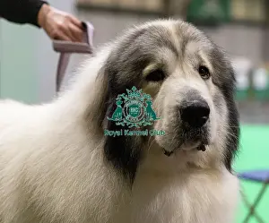 Pyrenean Mountain Dog Prints: D-C-D-0-1-9-0 Crufts 2024 NEC Birmingham Day 3