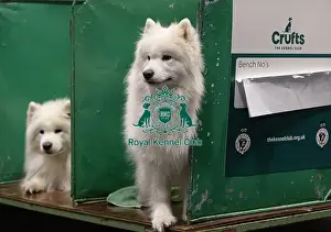 Samoyed Prints: D-C-D-0-1-9-0 Crufts 2024 NEC Birmingham Day 3