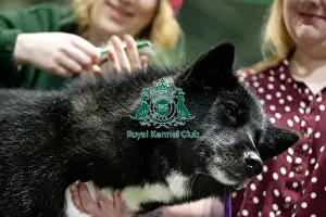 Greenland Dog Prints: D-C-D-0-1-9-0 Crufts 2024 NEC Birmingham Day 3
