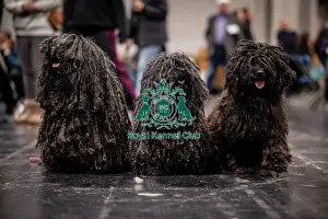 Hungarian Puli Prints: D-C-D-0-1-9-0 Crufts 2024 NEC Birmingham Day 3