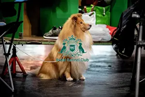 Toby Prints: D-C-D-0-1-9-0 Crufts 2024 NEC Birmingham Day 3