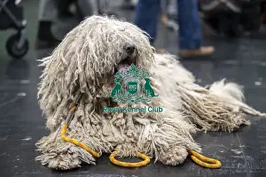 Komondor Prints: D-C-D-0-1-9-0 Crufts 2024 NEC Birmingham Day 3