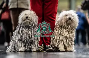 George Prints: D-C-D-0-1-9-0 Crufts 2024 NEC Birmingham Day 3