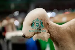 Bedlington Terrier Prints: D-C-D-0-1-9-0 Crufts 2024 NEC Birmingham Day 4