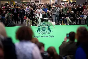 Borzoi Prints: D-C-D-0-1-9-0 Crufts 2024 NEC Birmingham Day 4