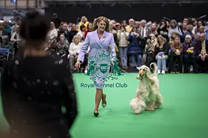 Afghan Hound Prints: D-C-D-0-1-9-0 Crufts 2024 NEC Birmingham Day 4