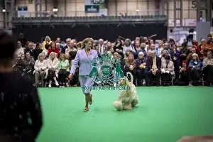 Afghan Hound Prints: D-C-D-0-1-9-0 Crufts 2024 NEC Birmingham Day 4