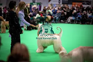 D-C-D-0-1-9-0 Crufts 2024 NEC Birmingham Day 4