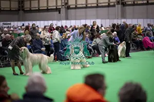 D-C-D-0-1-9-0 Crufts 2024 NEC Birmingham Day 4