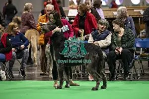 Irish Wolfhound Prints: D-C-D-0-1-9-0 Crufts 2024 NEC Birmingham Day 4