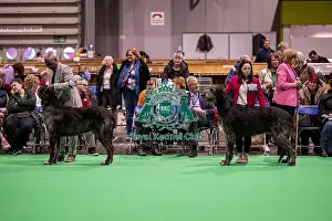 Chris Amoo Prints: D-C-D-0-1-9-0 Crufts 2024 NEC Birmingham Day 4