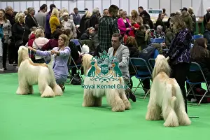 D-C-D-0-1-9-0 Crufts 2024 NEC Birmingham Day 4