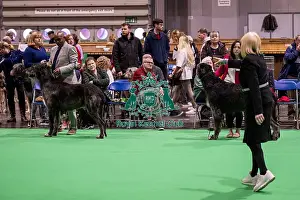 Chris Amoo Prints: D-C-D-0-1-9-0 Crufts 2024 NEC Birmingham Day 4
