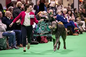 Irish Wolfhound Prints: D-C-D-0-1-9-0 Crufts 2024 NEC Birmingham Day 4