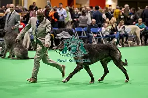 Chris Amoo Prints: D-C-D-0-1-9-0 Crufts 2024 NEC Birmingham Day 4
