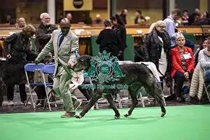 Chris Amoo Prints: D-C-D-0-1-9-0 Crufts 2024 NEC Birmingham Day 4