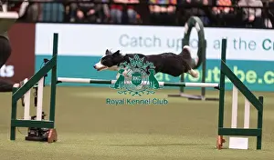 Large Prints: D-C-D-0-1-9-0 Crufts 2024 NEC Birmingham Day 4