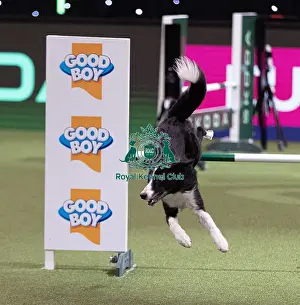 Large Prints: D-C-D-0-1-9-0 Crufts 2024 NEC Birmingham Day 4
