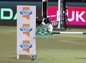 Agility Championship Prints: D-C-D-0-1-9-0 Crufts 2024 NEC Birmingham Day 4