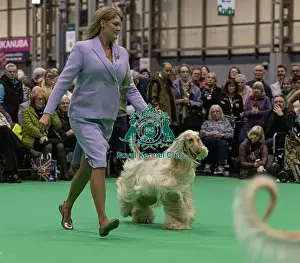 Afghan Hound Prints: D-C-D-0-1-9-0 Crufts 2024 NEC Birmingham Day 4