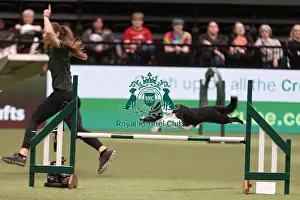 Agility Championship Prints: D-C-D-0-1-9-0 Crufts 2024 NEC Birmingham Day 4