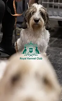 Basset Griffon Vendeen Petit Prints: D-C-D-0-1-9-0 Crufts 2024 NEC Birmingham Day 4