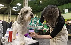 Basset Griffon Vendeen Petit Prints: D-C-D-0-1-9-0 Crufts 2024 NEC Birmingham Day 4