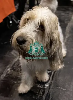 Basset Griffon Vendeen Grand Prints: D-C-D-0-1-9-0 Crufts 2024 NEC Birmingham Day 4