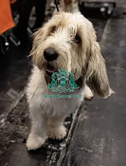Basset Griffon Vendeen Grand Prints: D-C-D-0-1-9-0 Crufts 2024 NEC Birmingham Day 4