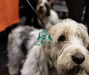 Basset Griffon Vendeen Grand Prints: D-C-D-0-1-9-0 Crufts 2024 NEC Birmingham Day 4