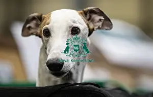 Greyhound Prints: D-C-D-0-1-9-0 Crufts 2024 NEC Birmingham Day 4
