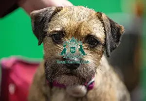 Border Terrier Prints: D-C-D-0-1-9-0 Crufts 2024 NEC Birmingham Day 4