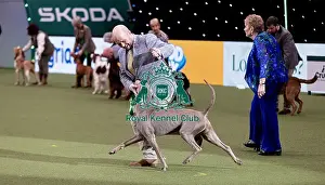 Hendricks Prints: D-C-D-0-1-9-0 Crufts 2024 NEC Birmingham Gundog