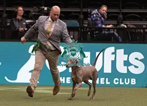 Hendricks Prints: D-C-D-0-1-9-0 Crufts 2024 NEC Birmingham Gundog