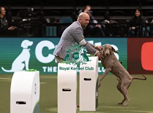 Hendricks Prints: D-C-D-0-1-9-0 Crufts 2024 NEC Birmingham Gundog