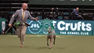Hendricks Prints: D-C-D-0-1-9-0 Crufts 2024 NEC Birmingham Gundog