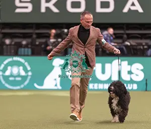 Spanish Water Dog Prints: D-C-D-0-1-9-0 Crufts 2024 NEC Birmingham Gundog