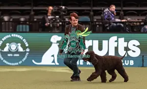 Spaniel Irish Water Prints: D-C-D-0-1-9-0 Crufts 2024 NEC Birmingham Gundog