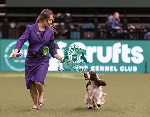 Spaniel English Springer Prints: D-C-D-0-1-9-0 Crufts 2024 NEC Birmingham Gundog